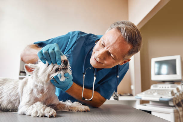 Best Walk-In Emergency Dental Services in Langley, SC